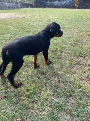 Rottweiler Puppy