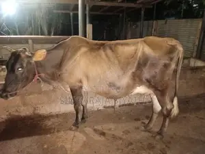 Farm Cow
