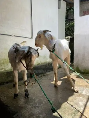 එළුවන් - Goats