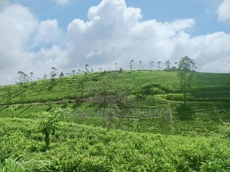 හැටන් වටවල පදිංචියට තේ සහිත බිම්කොටස් ඩී