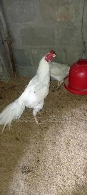Long Tail Parrot Beak Rooster