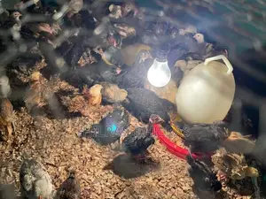 Chicks