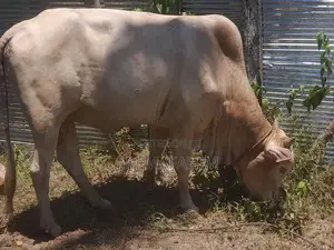 Male Cow