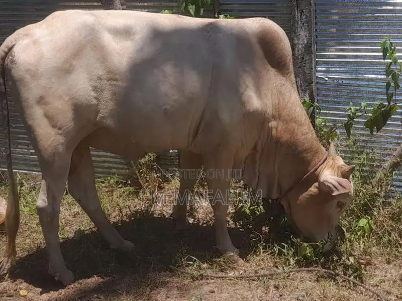 Male Cow