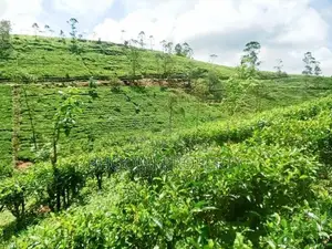 Hatton Watawala Tea Estate for Sale D