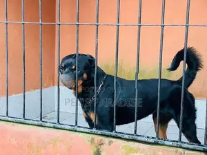Rottweiler Puppy