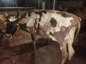 Farm Cow