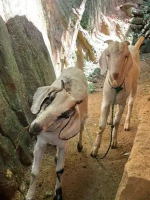 එළුවන් - Goats