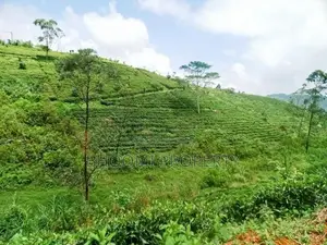 හැටන් වටවල පදිංචියට තේ සහිත බිම්කොටස් ඩී