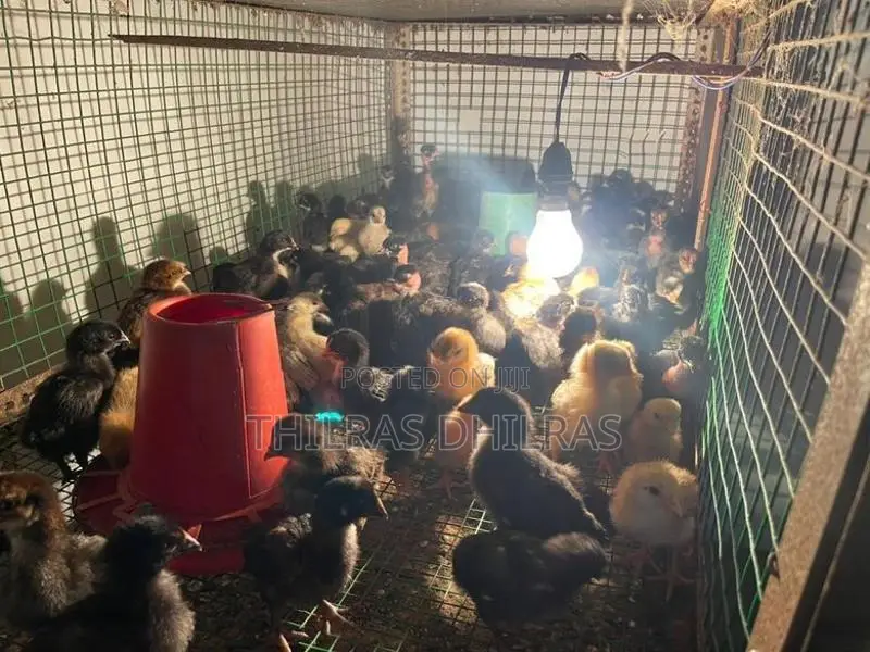 Chicks