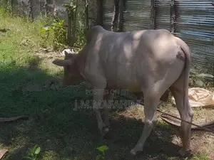 Male Cow