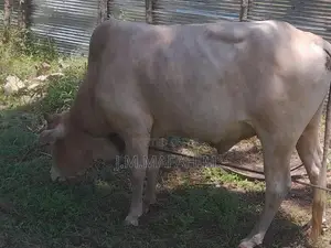 Male Cow