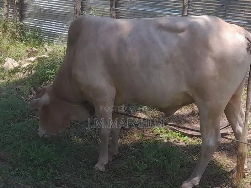Male Cow