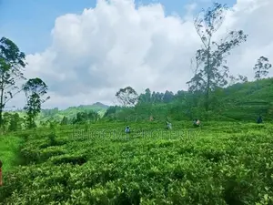 හැටන් වටවල පදිංචියට තේ සහිත බිම්කොටස් ඩී