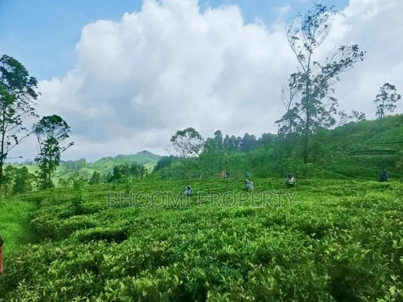හැටන් වටවල පදිංචියට තේ සහිත බිම්කොටස් ඩී