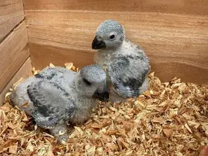 African Gray Chicks