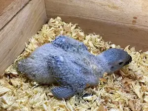 African Gray Chicks