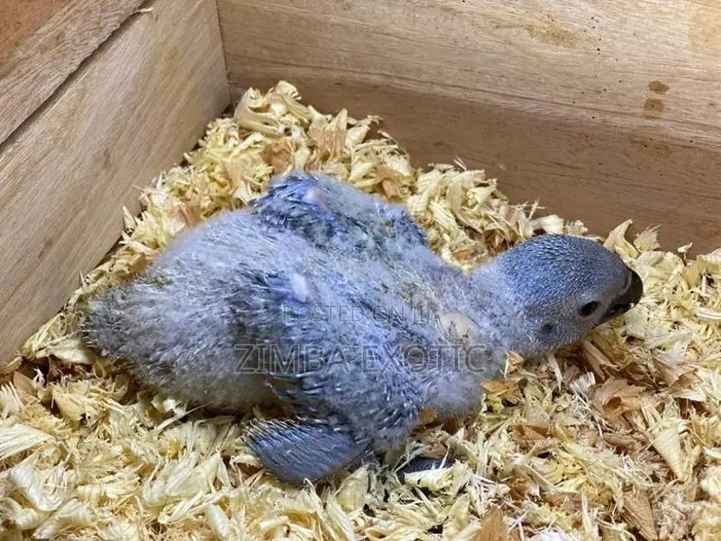 African Gray Chicks