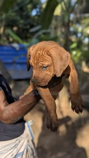 Cane Corso Puppy