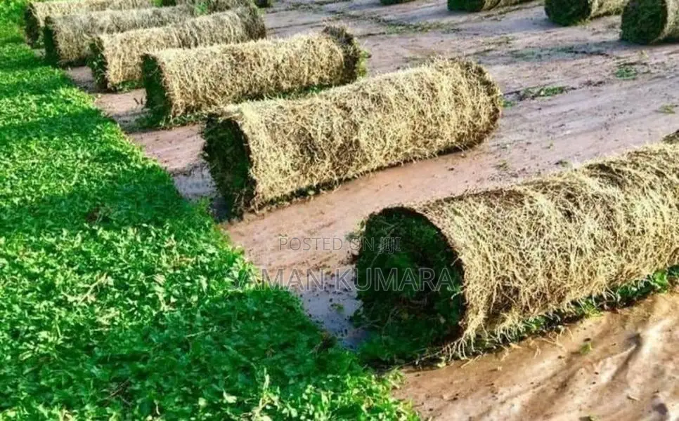 Malaysian grass