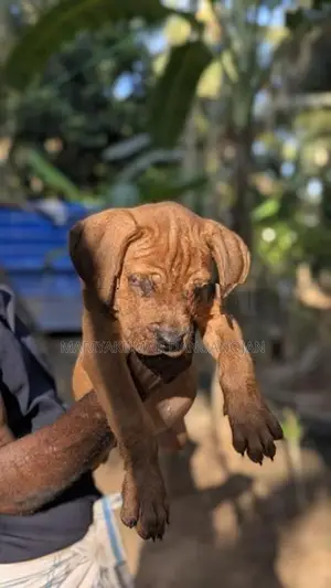 Cane Corso Puppy