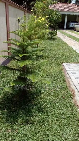 Malaysian grass