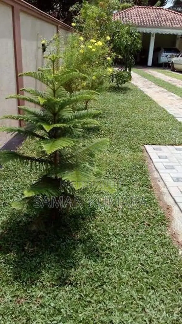 Malaysian grass