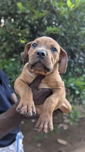 Cane Corso Puppy