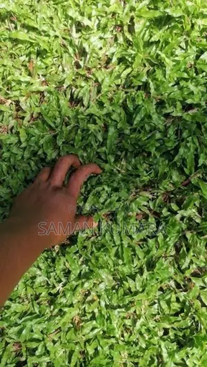 Malaysian grass