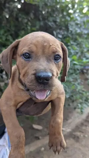 Cane Corso Puppy