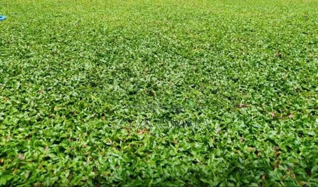 Malaysian grass