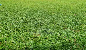 Malaysian grass