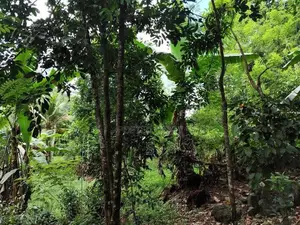 Land for Sale Elpitiya