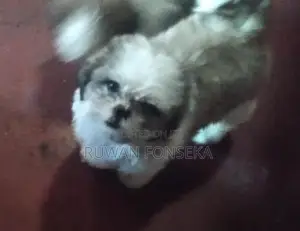 Shih Tzu Puppy