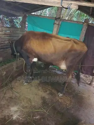 Jersey Cow