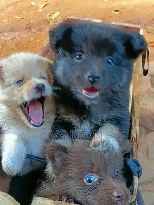 Lion Pommeriyan Puppies