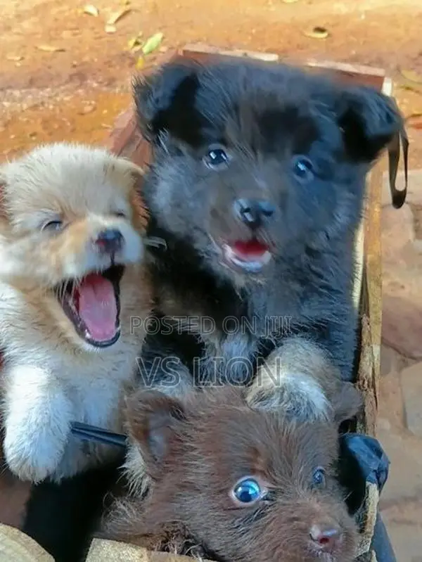 Lion Pommeriyan Puppies