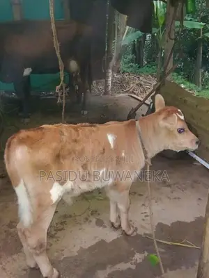 Jersey Cow