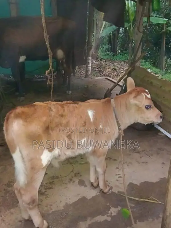 Jersey Cow