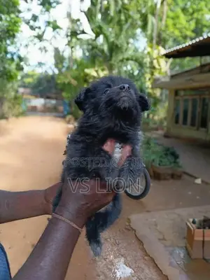 Lion Pommeriyan Puppies
