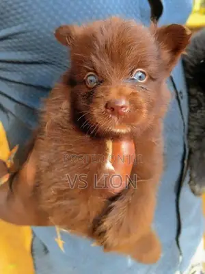 Lion Pommeriyan Puppies