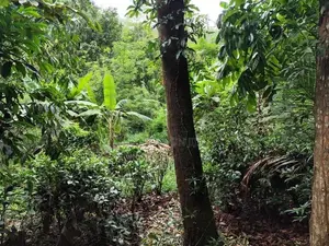 Land for Sale Elpitiya