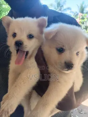 Lion Pommeriyan Puppies