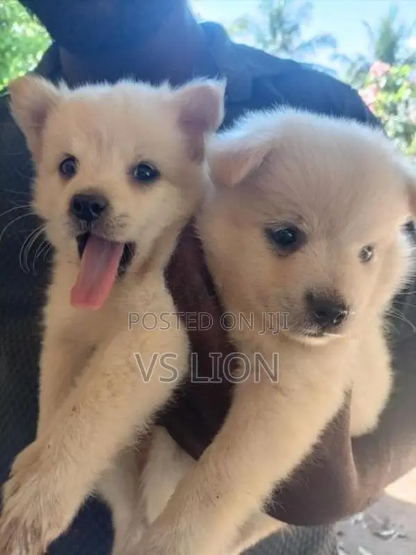 Lion Pommeriyan Puppies