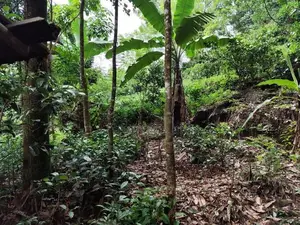 Land for Sale Elpitiya