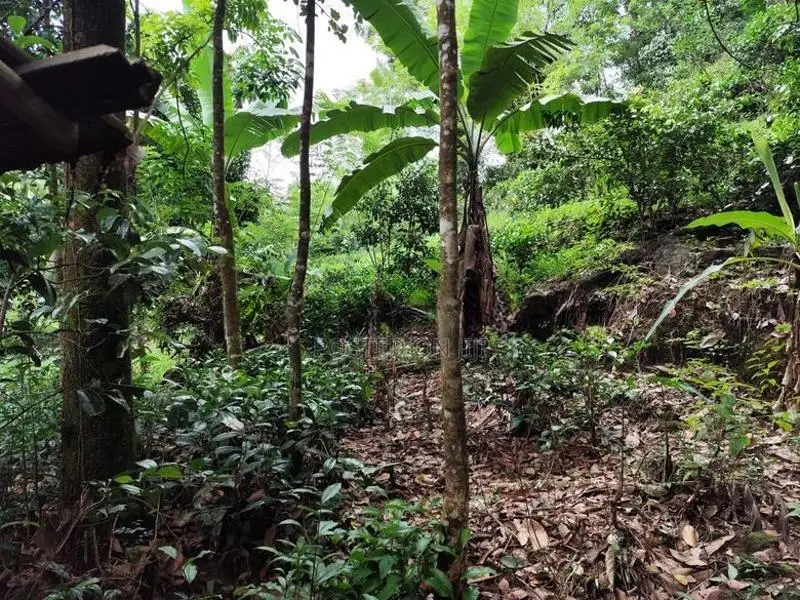 Land for Sale Elpitiya