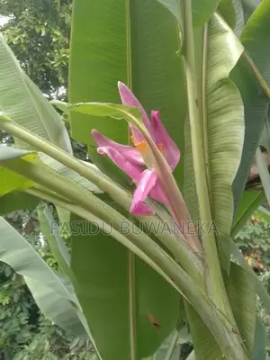 Musa Velutina Plant