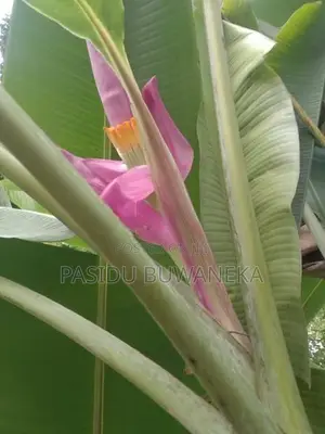 Musa Velutina Plant