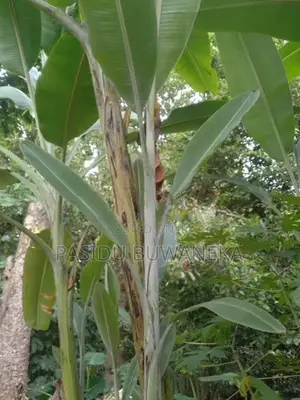 Musa Velutina Plant