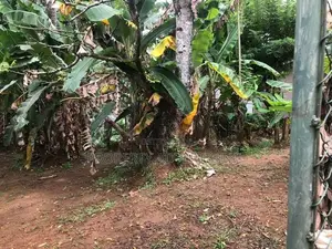 13.25 Perches Prime Land for Sale in Kandy